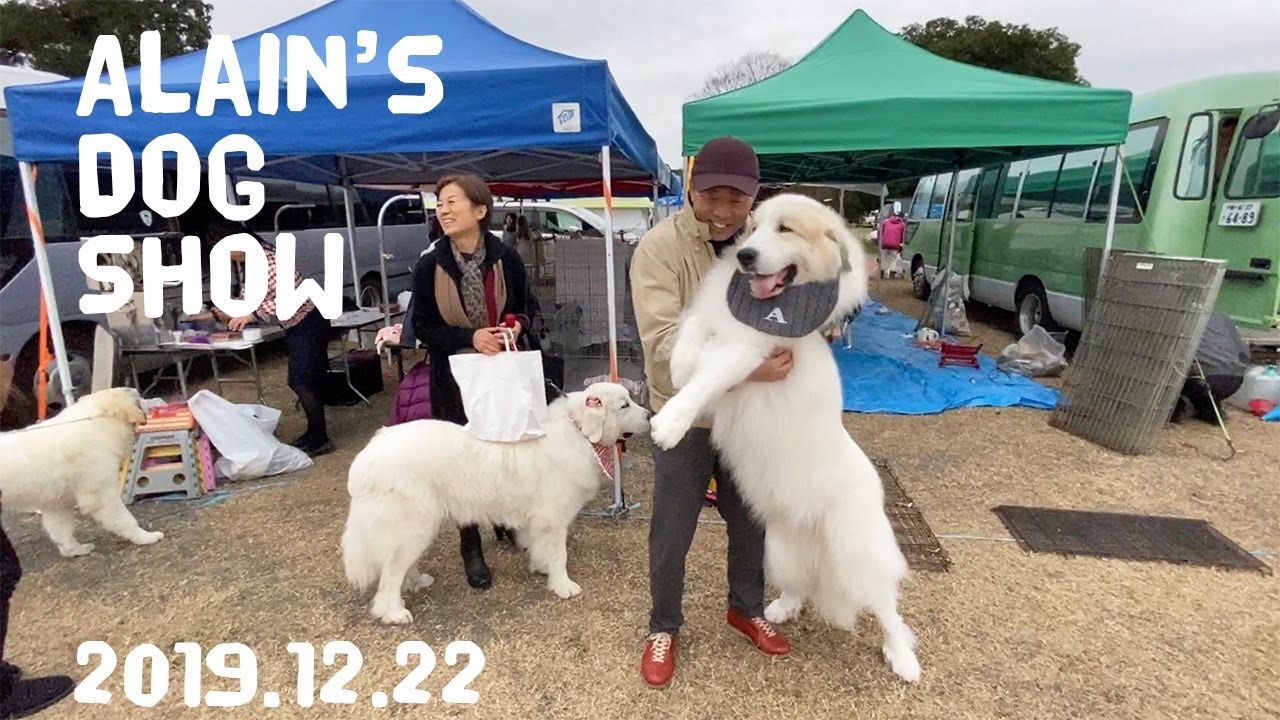 アランのドッグショー FCI埼玉インターナショナルドッグショー 2019 Great Pyrenees　グレートピレニーズ