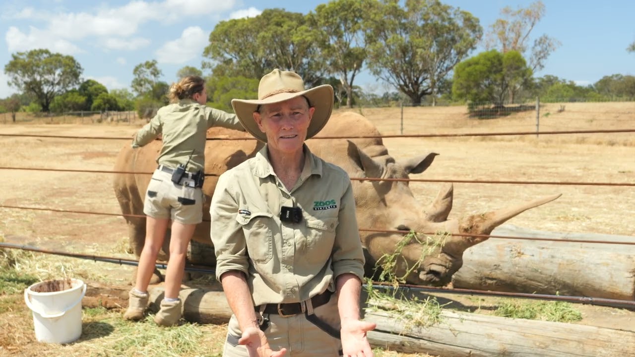 Great-Grandmother Rhino Enjoys Mud Spa at Zoo
