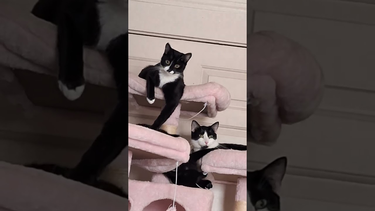 The crazy kitties and the trouble maker in the family.