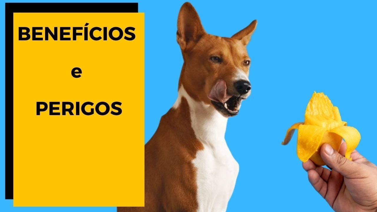 ⭕ CACHORRO pode comer a CASCA DE MANGA? Preciso tirar? [ FOCO SAÚDE ]