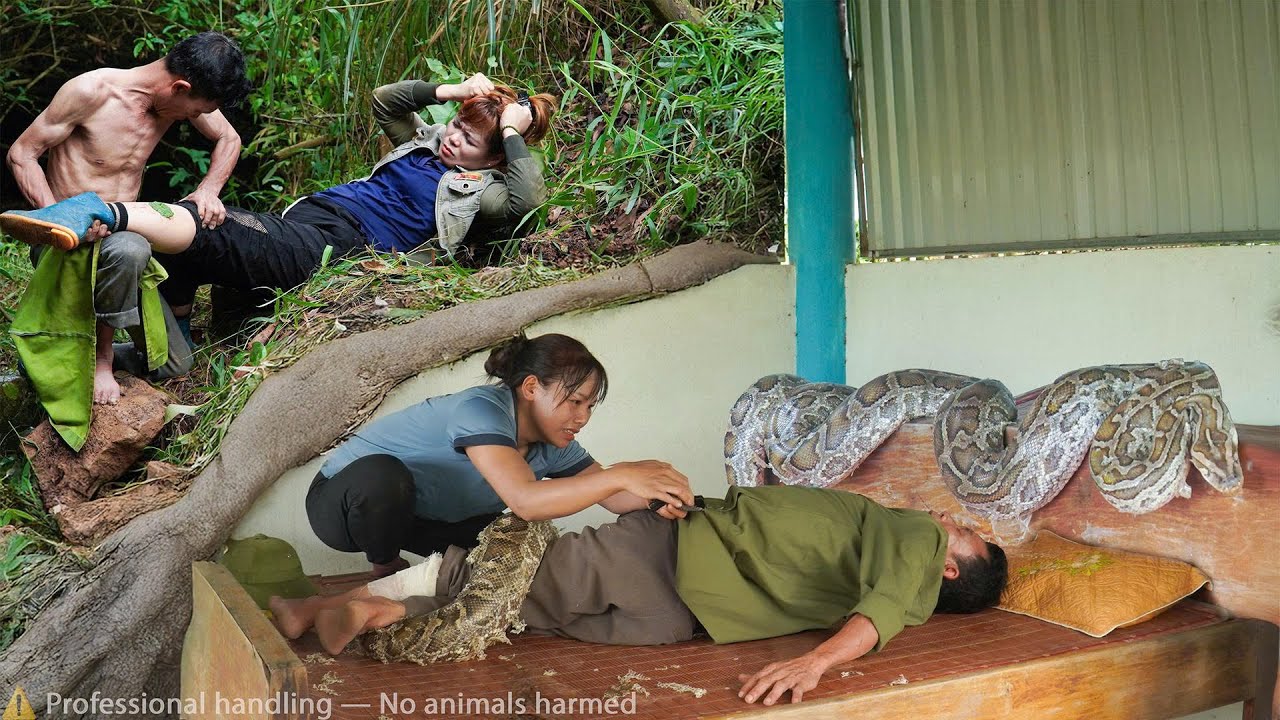 72 hours of giant python lurking and stalking on the farm -Danger loomed over a man while  slept