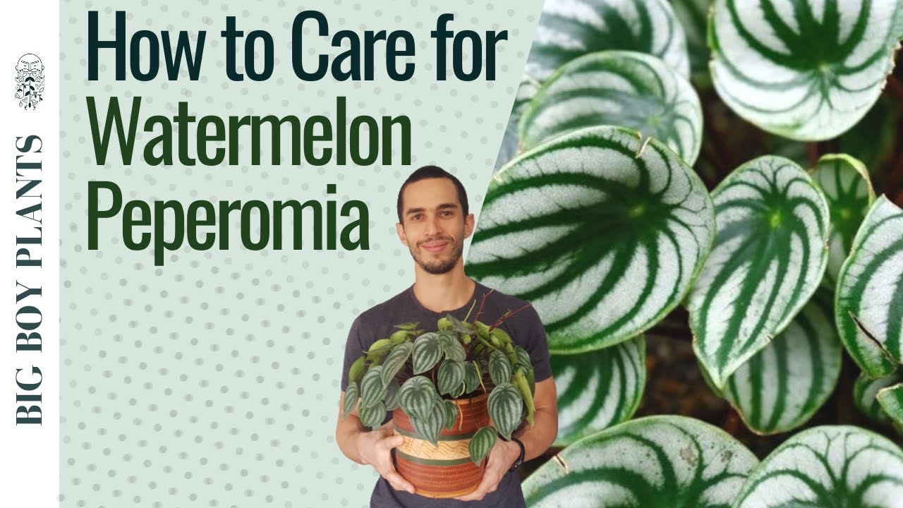 Watermelon Peperomia Care and Propagation (2 Methods)