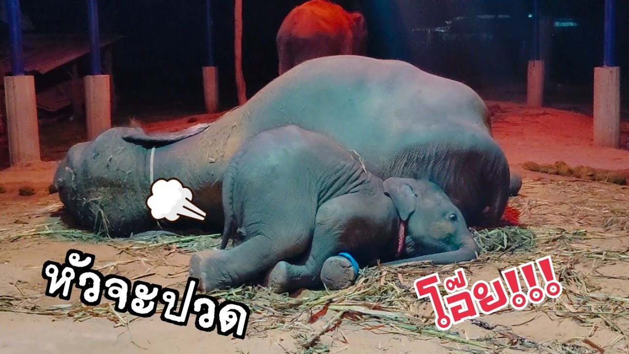 เอ็นดูท่านอน💢ใบข้าวเอ๋ย
