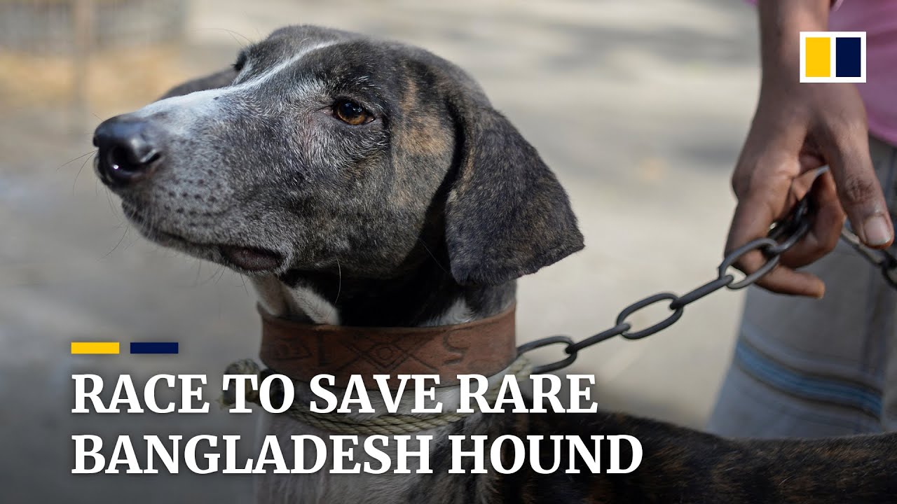 Race to save Bangladesh’s rare Sarail hound from extinction