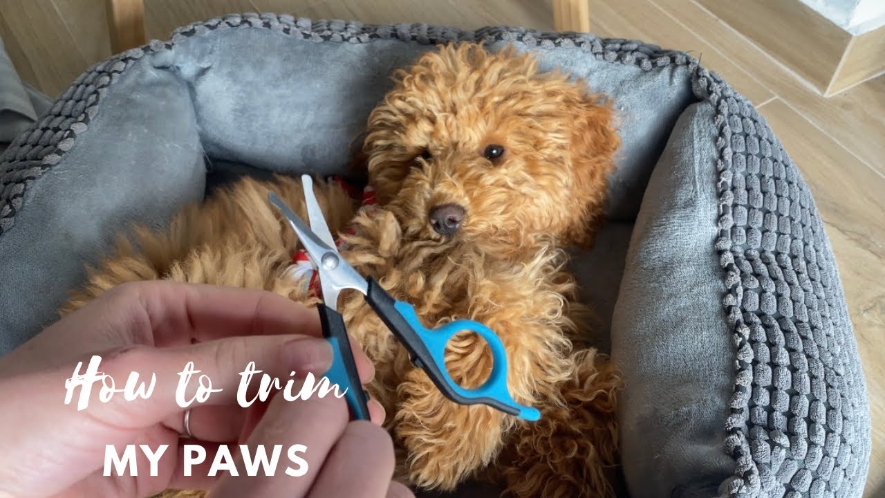 How my parents trim my dog paws | Toy Poodle Lotti