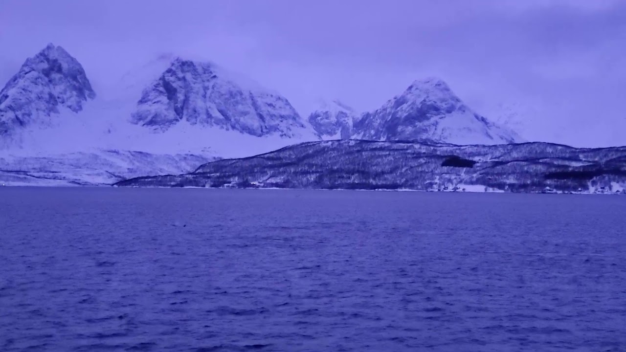 whale watching in Tromso, Norway