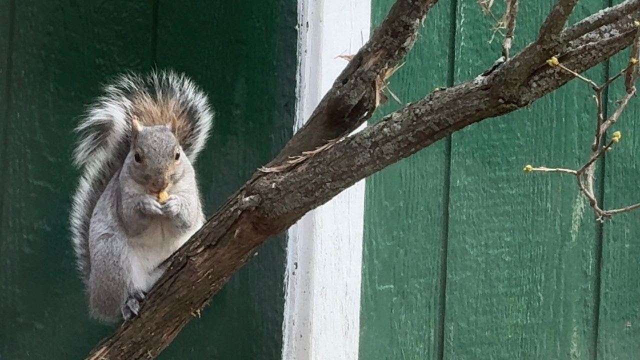 Ep. 10 - life of squirrels