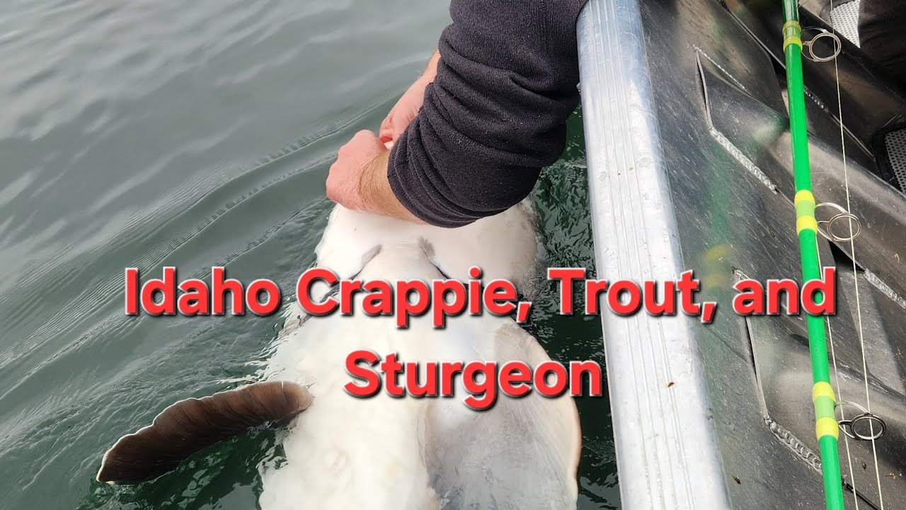 8' +Sturgeon and Crappie and trout all in one day. 