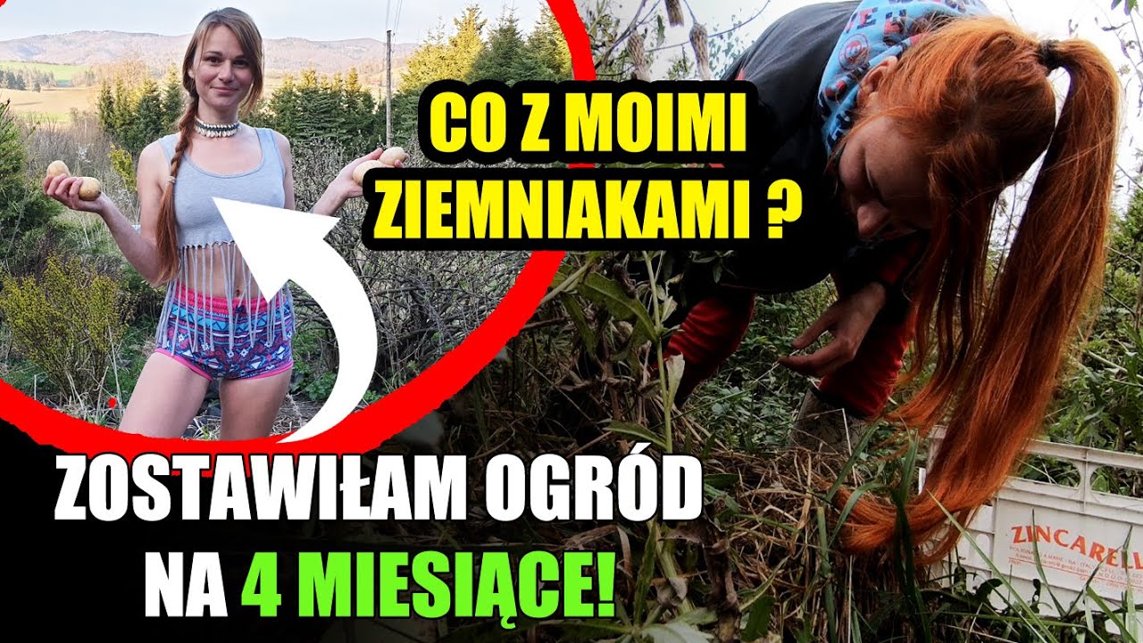 OGRÓD PO 4 MIESIĄCACH.... CZY COŚ ZOSTAŁO Z ZIEMNIAKÓW ?