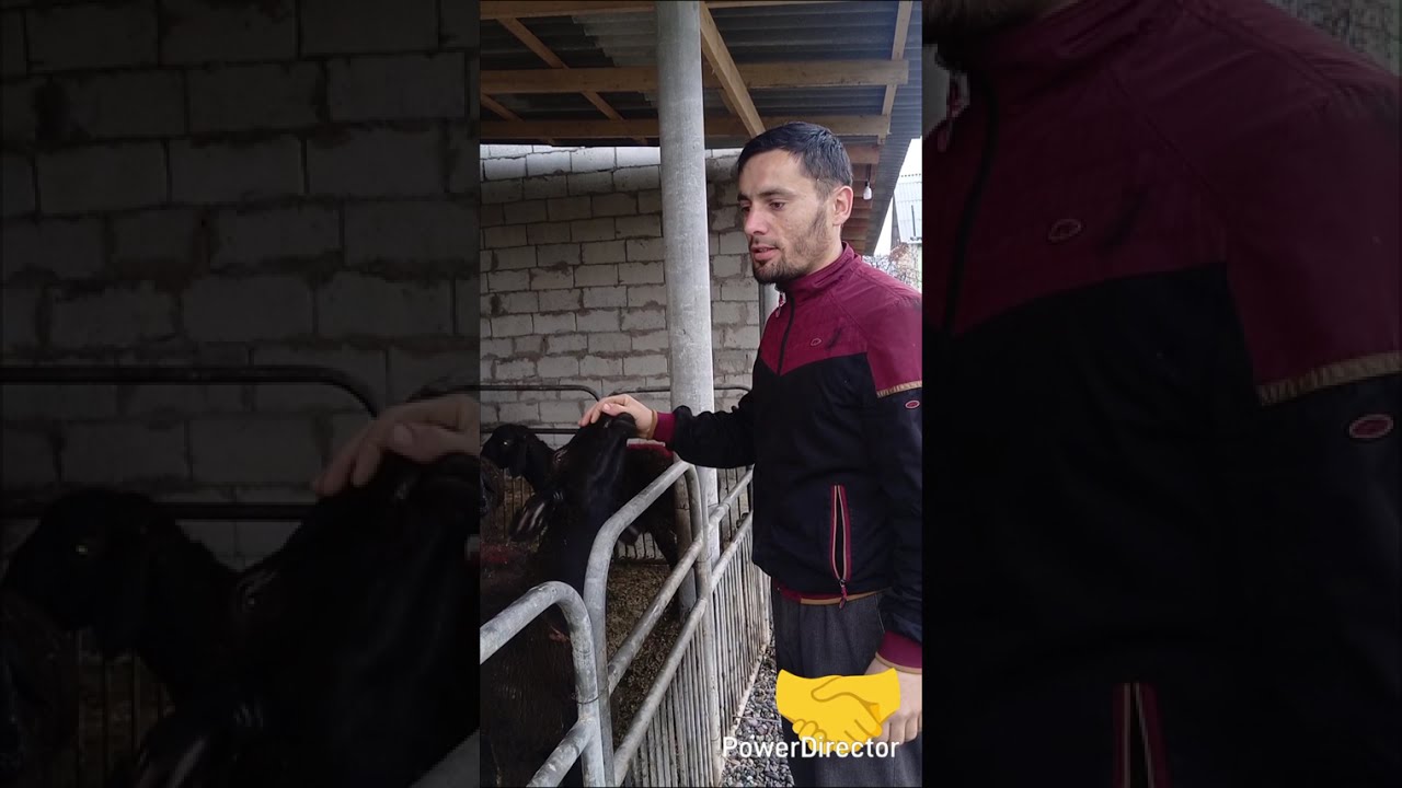 ТАРЗИ ХУРОК ДОДАНИ МОЛИ МАЙДА  ДАР ХОНА ЭМИ ! 7_РАГА
