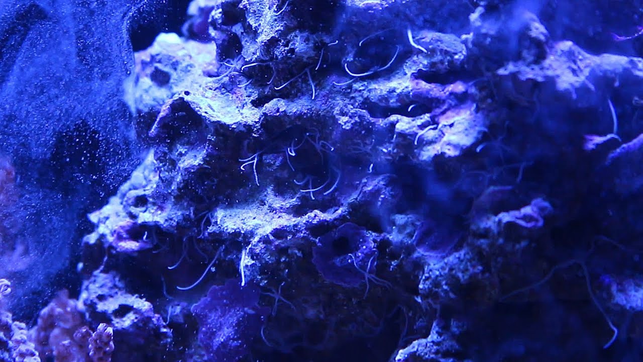 mini brittle stars