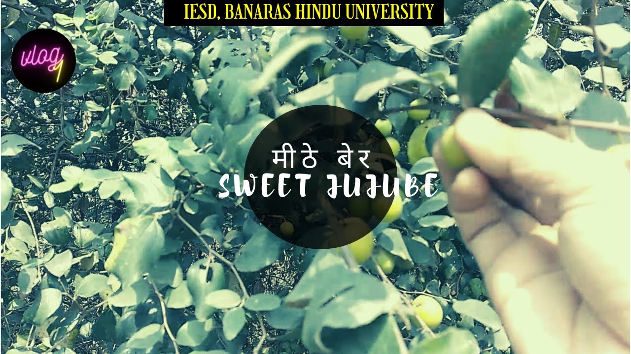 मीठे बेर -My research field at IESD BHU | Vlog 1 | Aamir Ansari