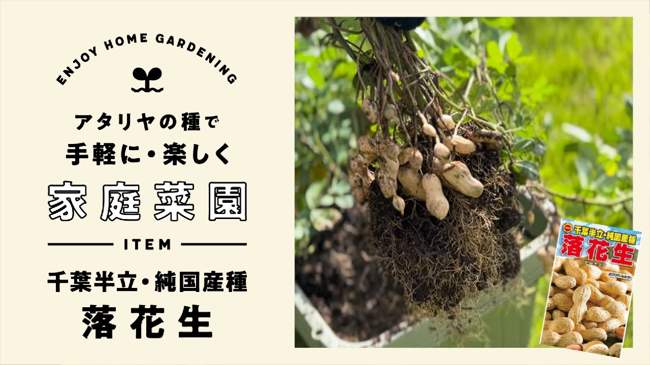 手軽に楽しく家庭菜園 千葉半立・純国産種 落花生