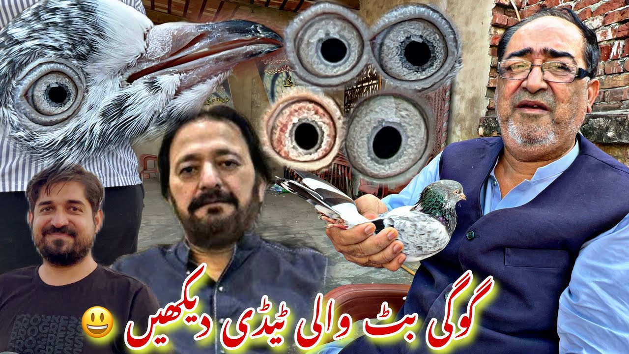 Gogi butt waly jonsiry taddy kabotaro ka shok dekhy 😀