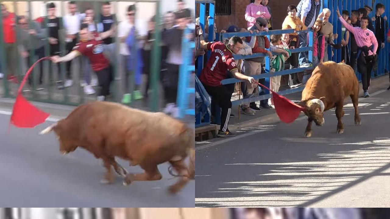 Highlights 🚩🐂  viti tauro en la boveda de toro  con toros bravos