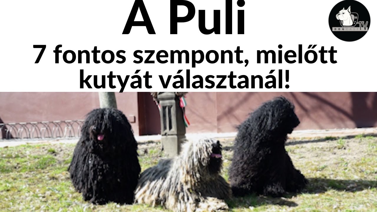 Mielőtt kutyát vennél - A PULI - 7 fontos szempont! DogCast TV