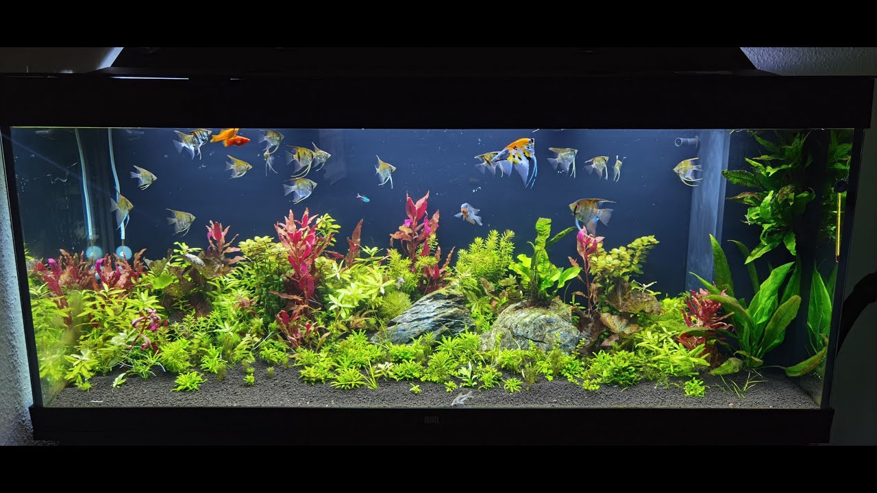 AKVARISTIKA , FORMIRANJE AKVARIJA