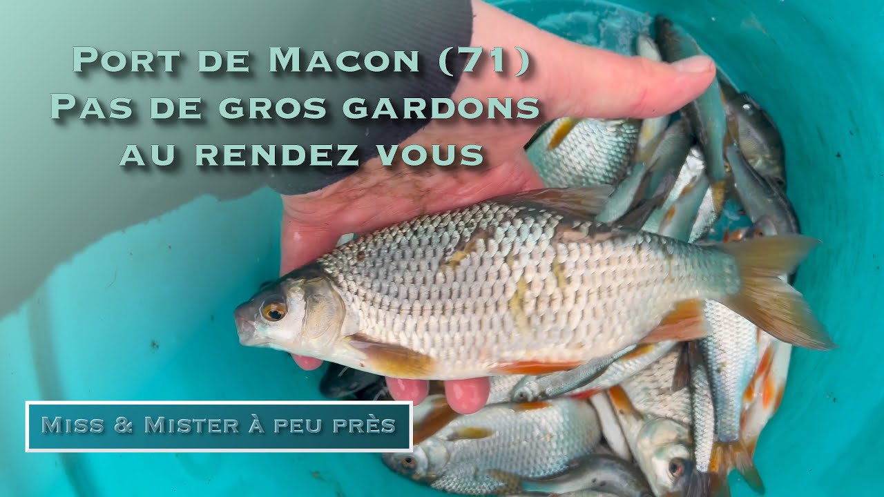 Pêche au coup au PORT de MACON (71) avec la Drennan ACOLYTE PROCARP. Rencontre avec le GARDE PËCHE