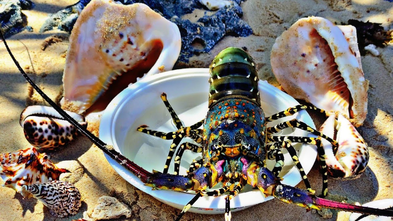 Tangkap kelomang dan ikan hias, ikan buntal, ikan pari, star fish,keong, kerang,siput,lobster