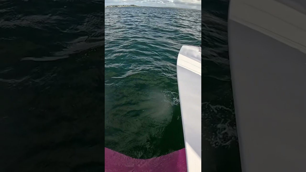 Flying on a foiling dinghy | BirdyFish