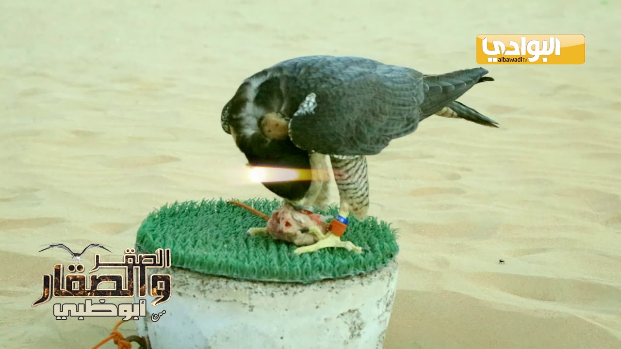 الحلقة العاشرة| الصقر والصقار | ابوظبي |سالم بن غانم|صقاقير الامارات