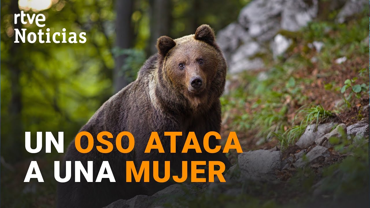 Un OSO hiere de gravedad a una mujer en CANGAS del NARCEA mientras paseaba (ENTREVISTA) I RTVE