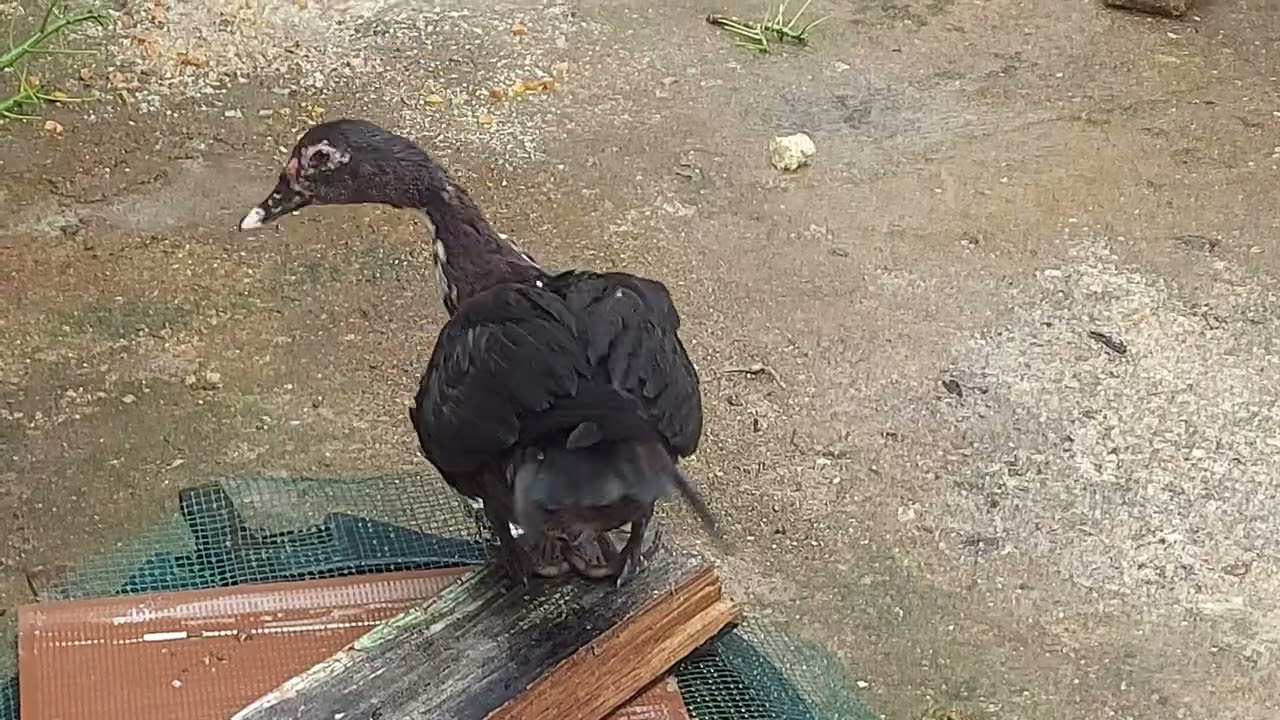 AYAM & ENTOG MAKAN BARENG #Shorts