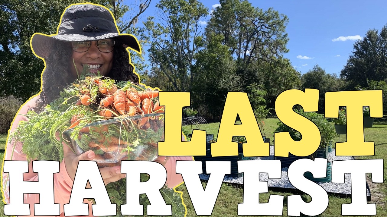 Final Winter Garden Harvest – Let’s Chat While I Pick Everything!