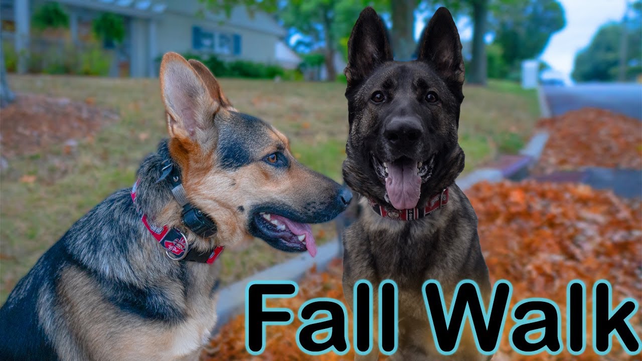Day in the Life of a German Shepherd!