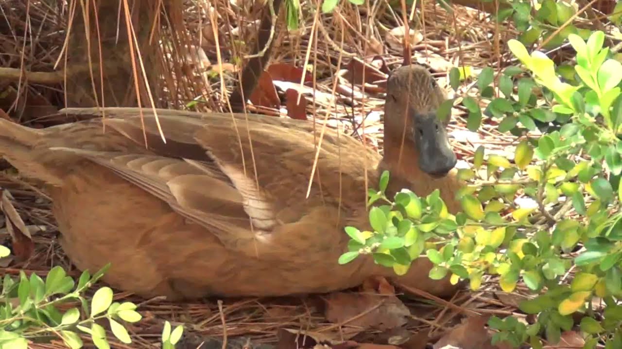 Skeeter 59.94fps - Sony HDR-CX130 Handycam 1080p Test