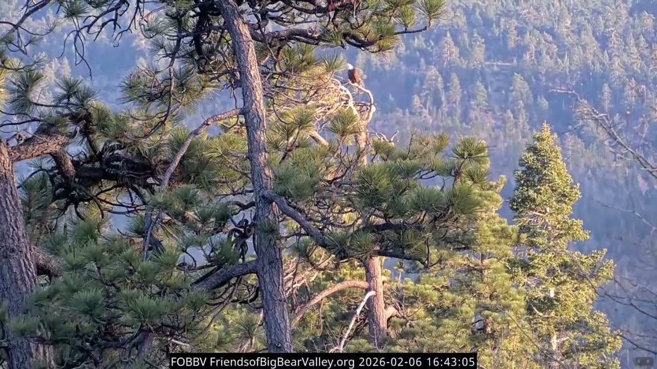 2-6-2026 Defending Their Territory…