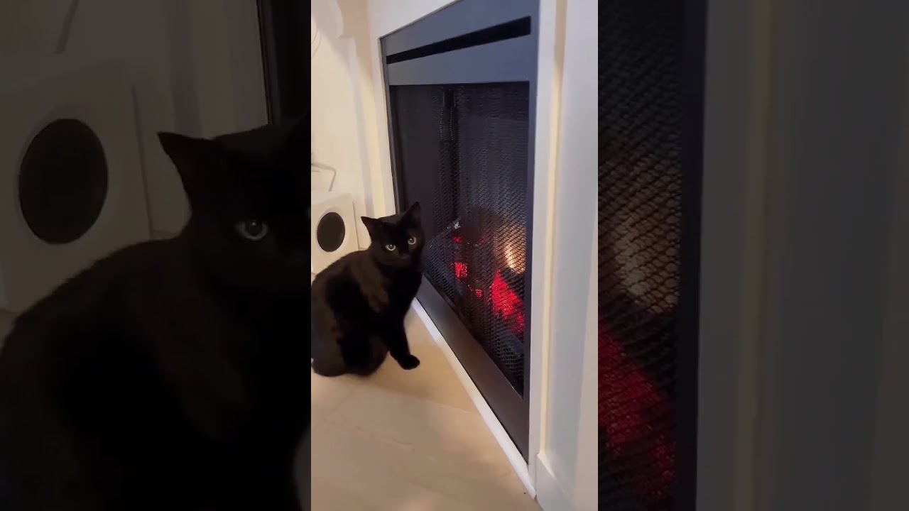 Nori has discovered the gates of HELL🔥 and you&rsquo;re 🫵🏻 coming with us.  #findnori #cat #catsofinstagra
