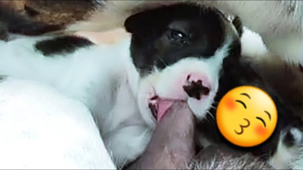 🐕🐕Puppies don't stop breastfeeding even they're bit big🥰🥰 #puppy #puppies #puppyplaytime #doglover