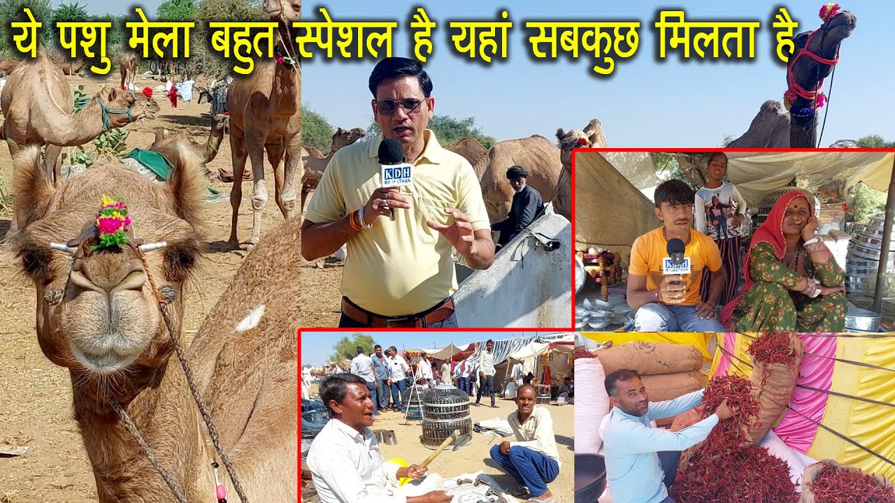 नाम तो पशु मेला है पर मिलेगा सब कुछ यहां ? देख के हैरान रह जाओगे Sandwa Pashu Mela Sujangarh