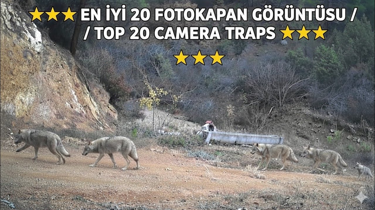 ⭐⭐⭐EN İYİ 20 FOTOKAPAN GÖRÜNTÜSÜ / TOP 20 CAMERA TRAPS⭐⭐⭐
