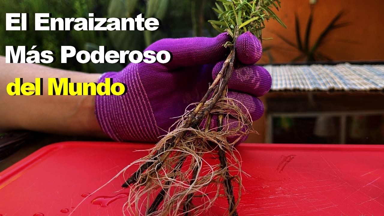 Un JARDINERO me contó la Fórmula que lo ENRAIZA Todo