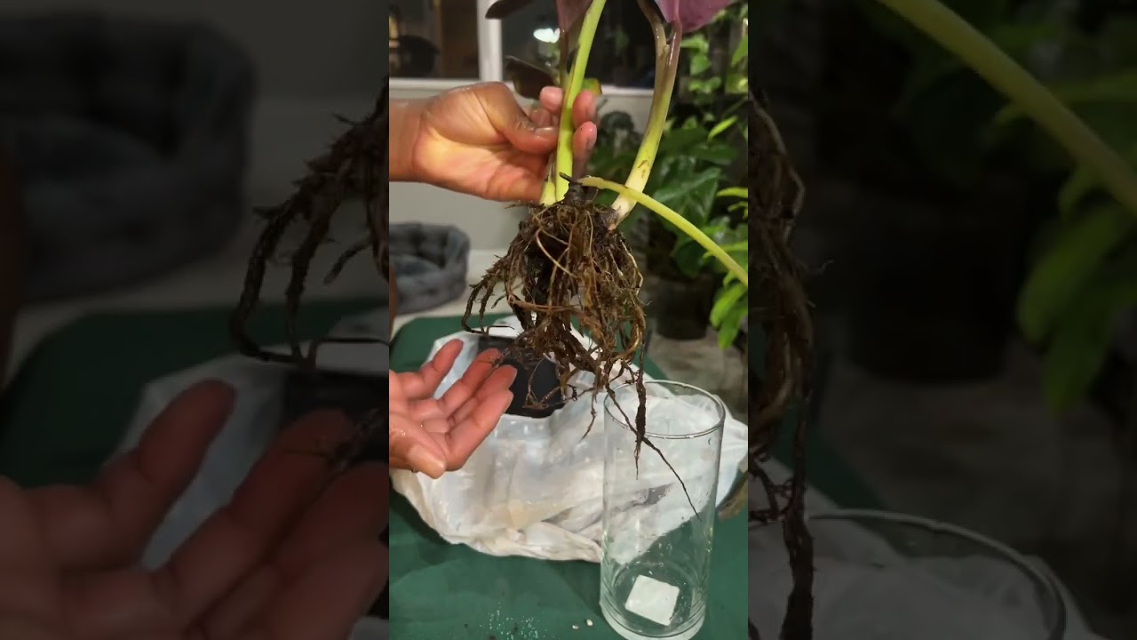 SOIL to SEMI-HYDRO #semihydro #calathea