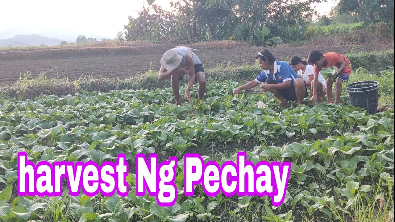 Maghaharvest Po Tayo ng pechay