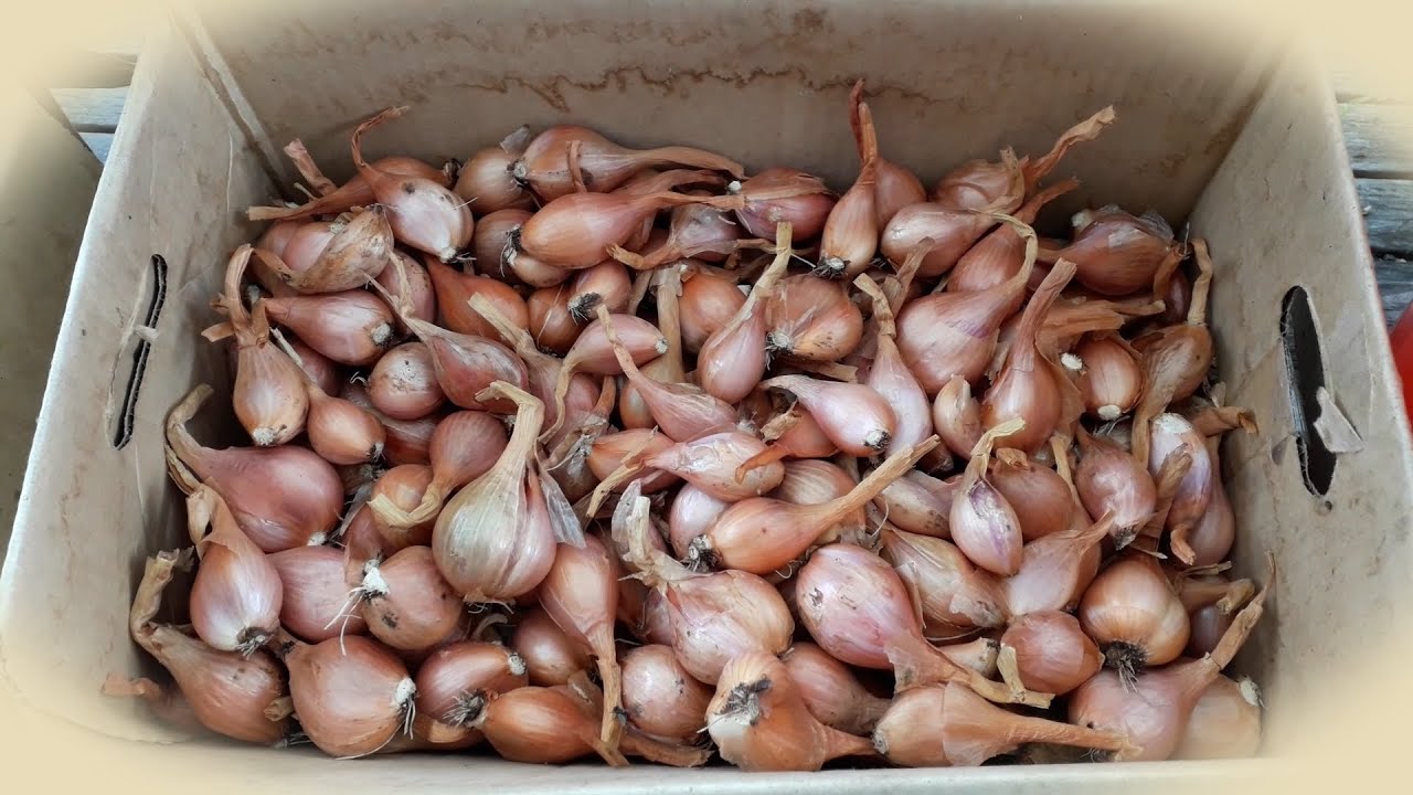 Saving & Storing Perpetual Onions (Egyptian Walking)