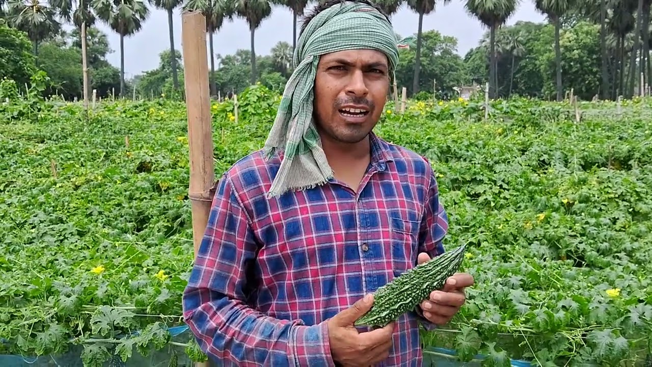 Chunnu kumar Mdo Syngenta Ka Bitter Gourd Vallav