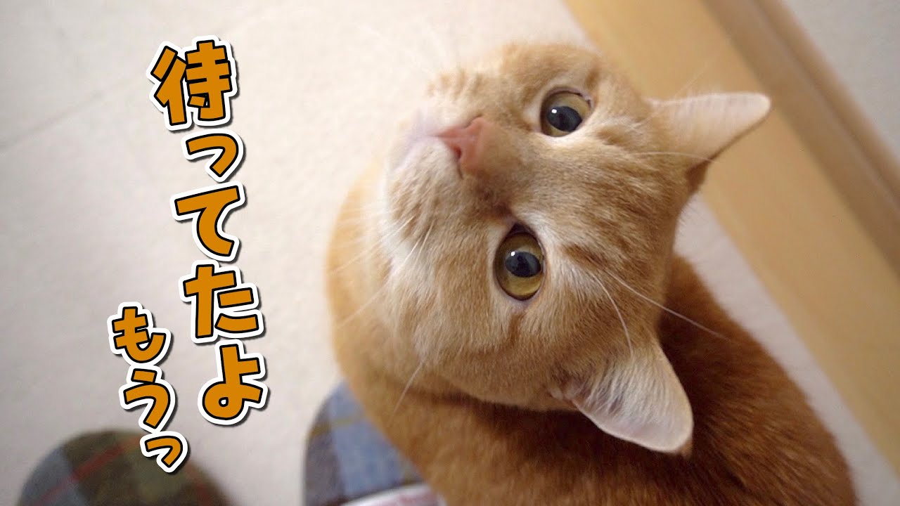 可愛い顔した当たり屋の怪獣にご注意ください！【おかえりプリン】