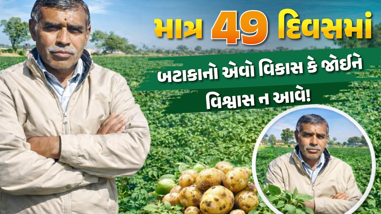 માત્ર 49 દિવસના બટાકનો એવો વિકાસ કે જોઈને વિશ્વાસ ના આવે ! Kozaan Farming | Potato farming #બટાકા