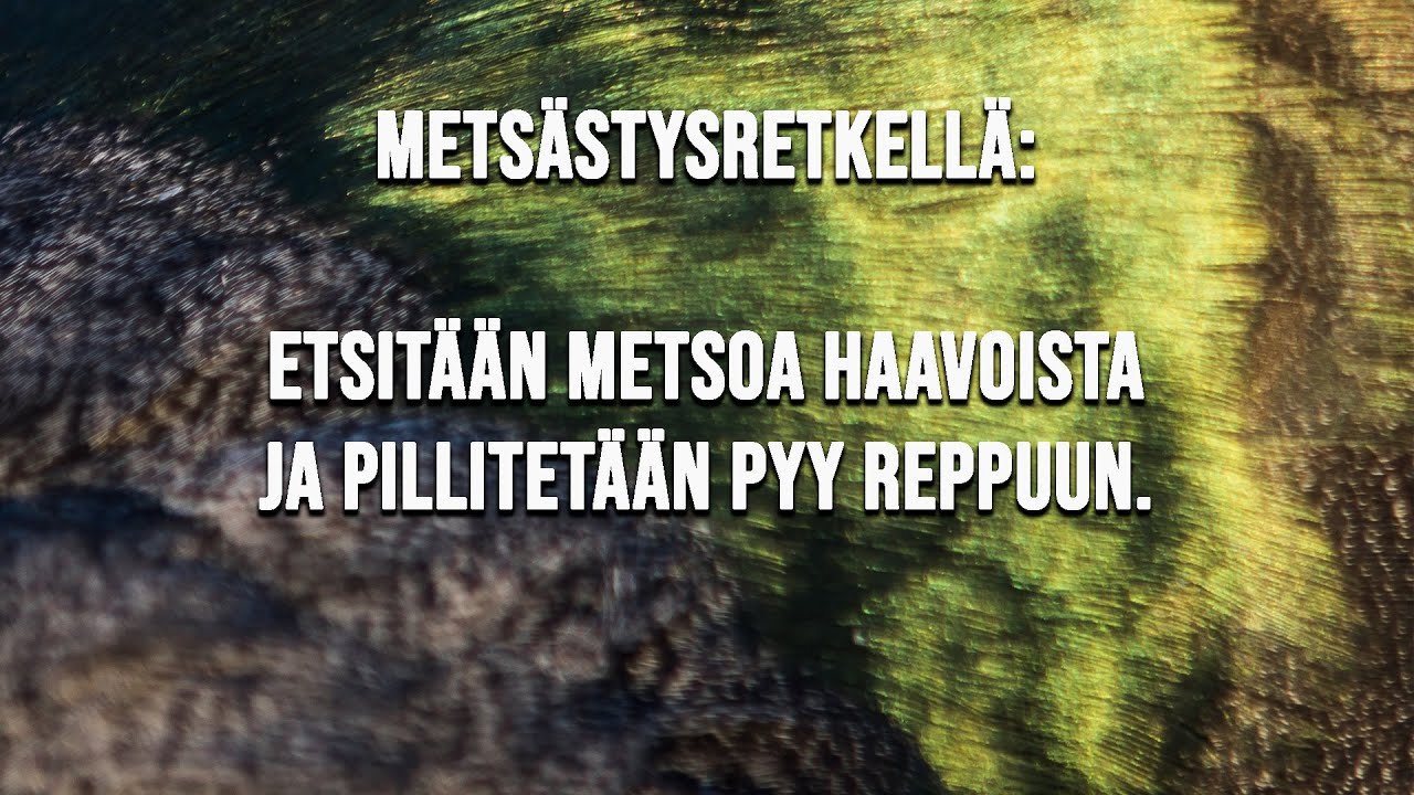 METS&Auml;STYSRETKELL&Auml;: ETSIT&Auml;&Auml;N METSOA HAAVOISTA JA PILLITET&Auml;&Auml;N PYY REPPUUN.