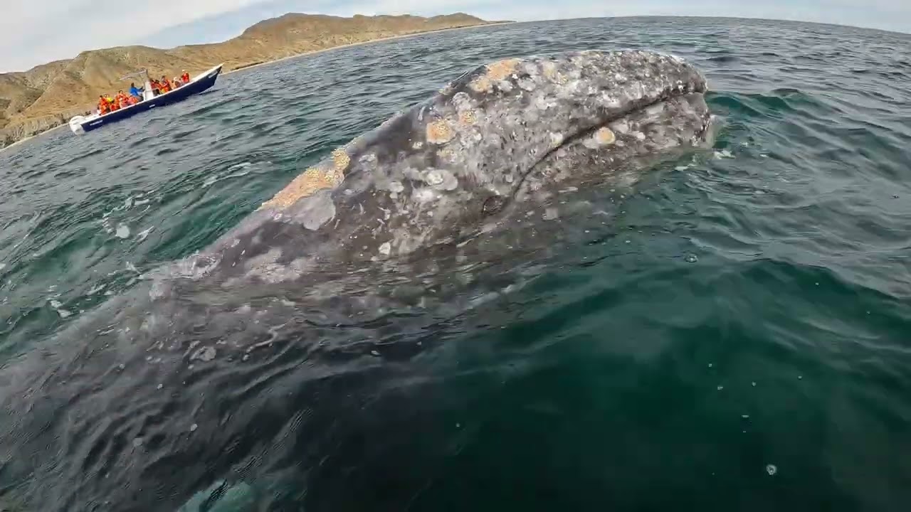 Ballenas 1 nuit