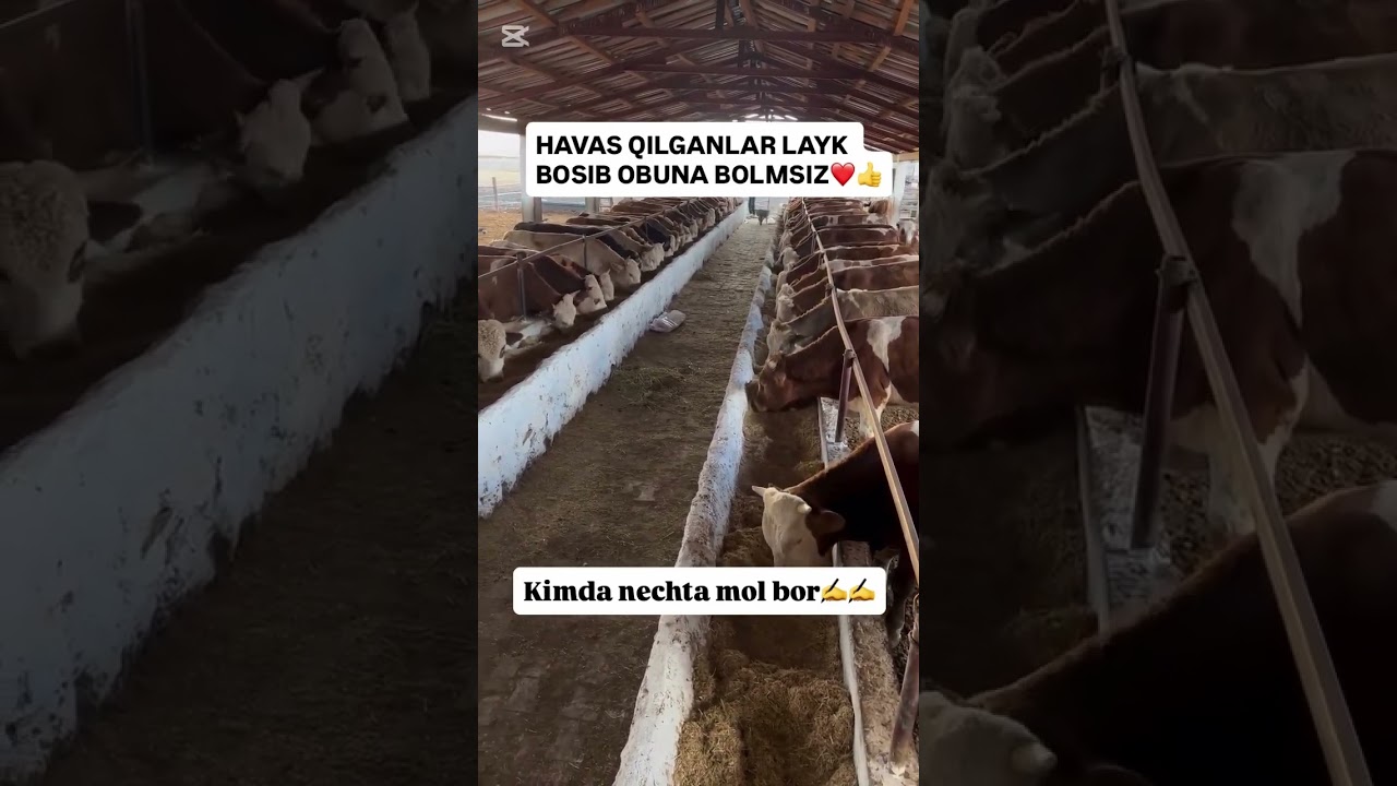 Havas qilganlar obuna boʻlamiz 