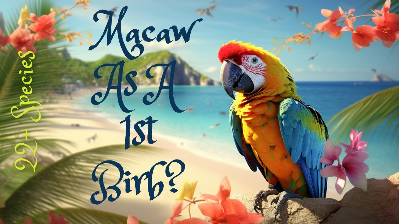 Is A Macaw A Good First Parrot Pet? | #macaw #parrot_bliss #parrot