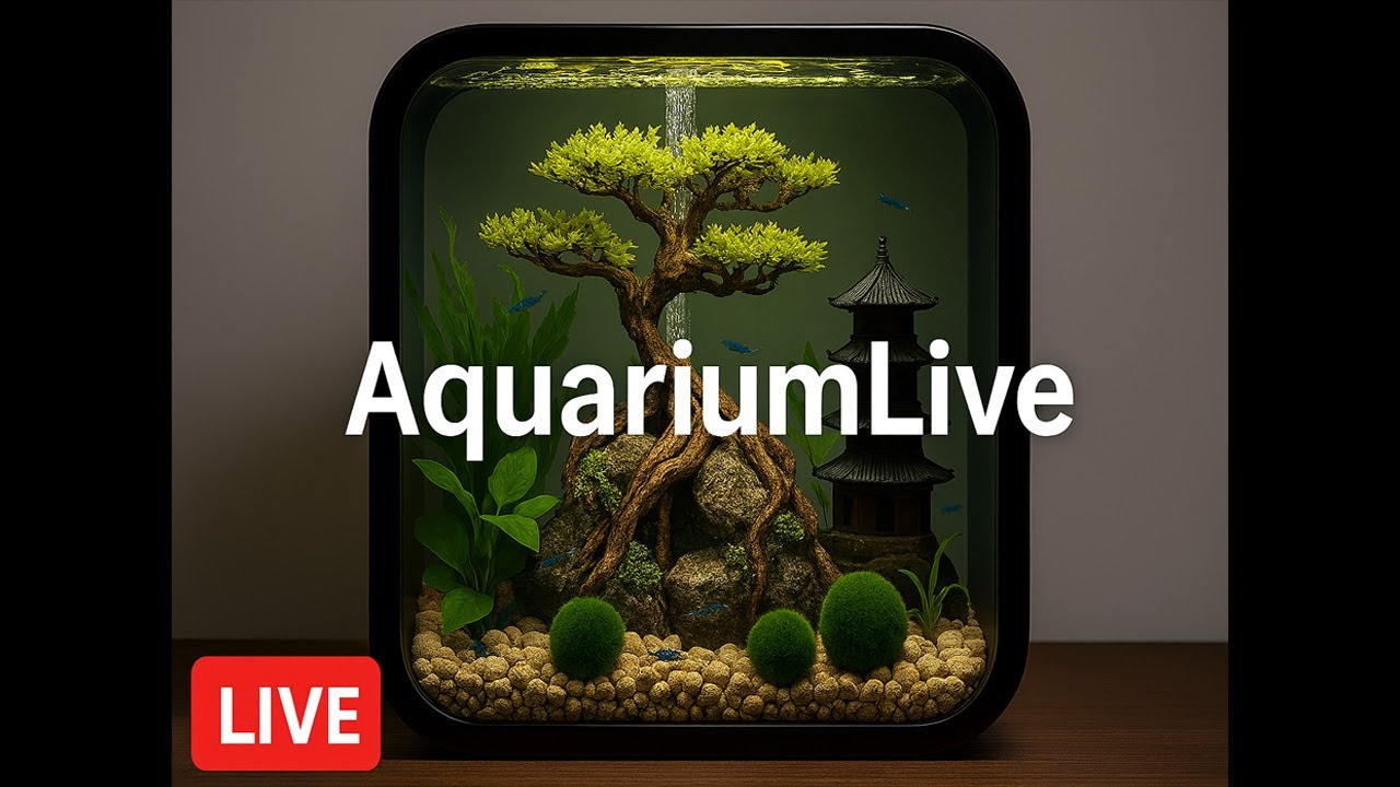 🔴 Live Aquarium Feed | Planted Shrimp Tank & Chill Beats | 04/02/2026