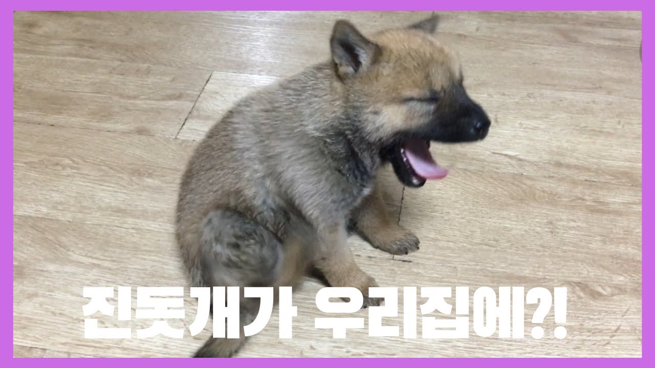 까망 주딩이를 가진 강아지 입양 첫날  (feat. 사랑스러움주의)