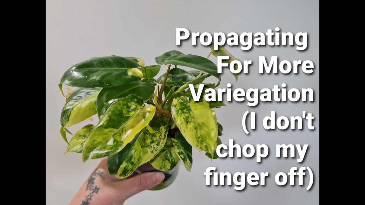 Propagating Philodendron Burle Marx Variegated - Promoting Variegation - Making Multiple Plants
