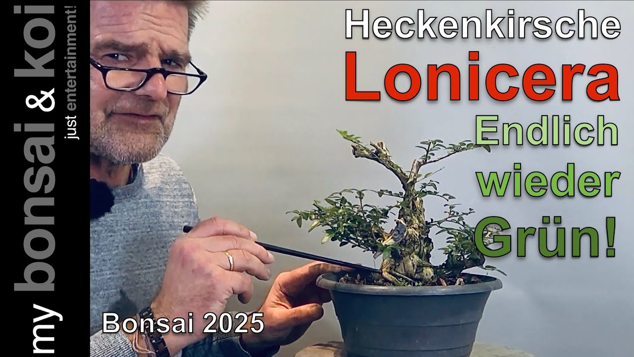 Bonsai 2025-5 - Heckenkirsche - Lonicera - Endlich wieder Grün!